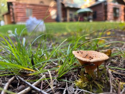 Photo for the news post: The Hidden World Inside Our Homes: Researcher Explores the Role of Fungi in Many Realms, Including the Built Environment