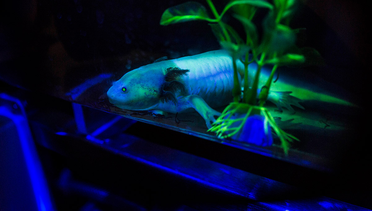 Glowing Salamanders Shine Light on Evolution