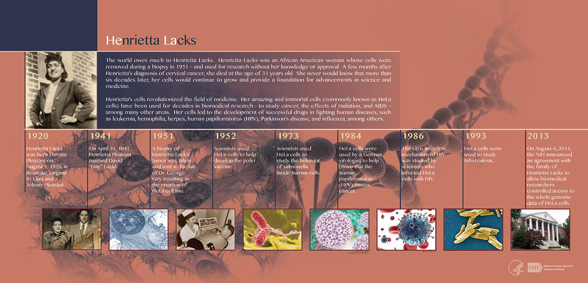 A timeline of the life of Henrietta Lacks