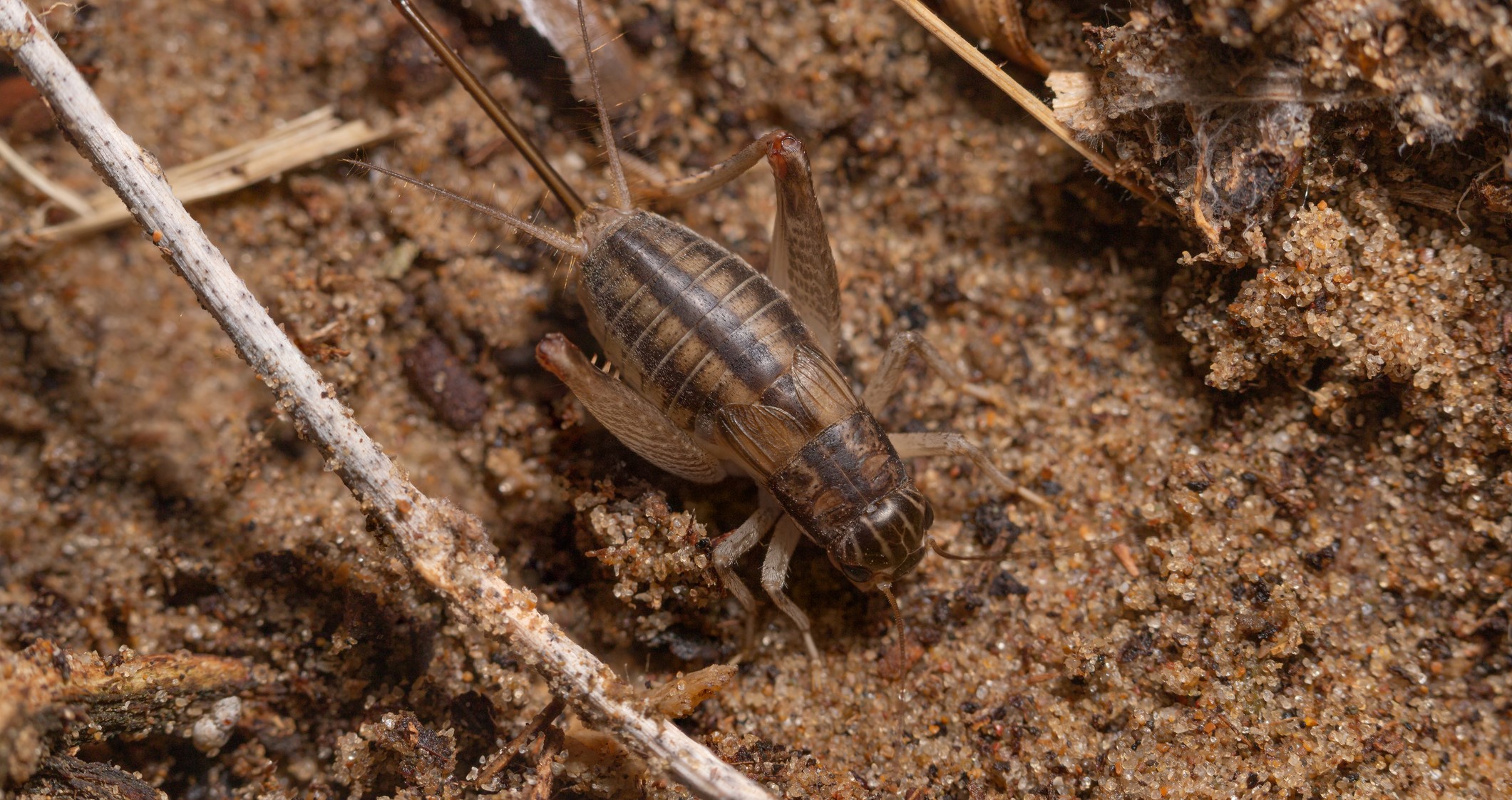 A cricket in the sand
