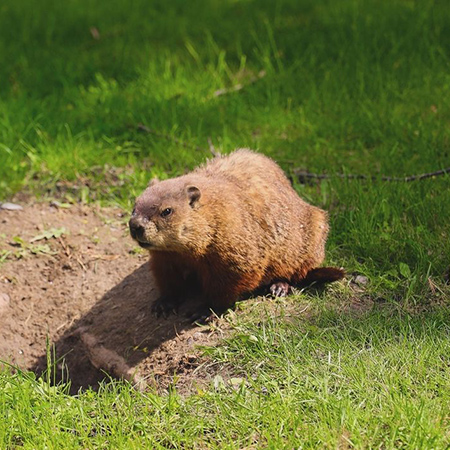 A groundhog on grass, next to a large dirt hole in the ground.