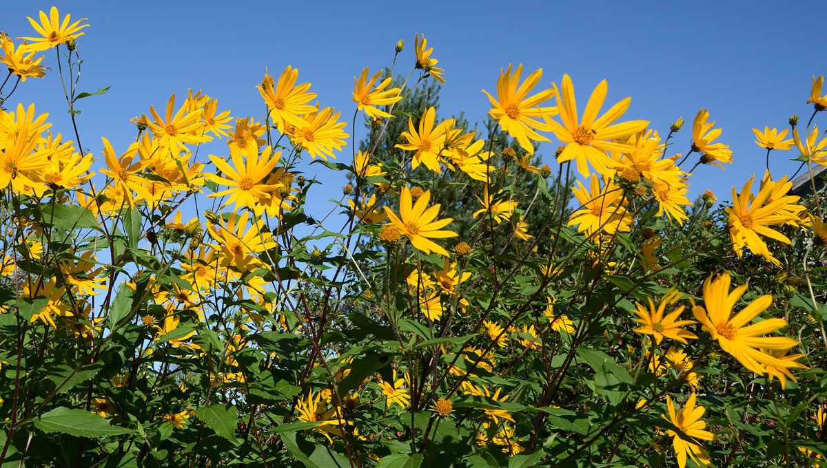 The flowers of the Jerusalem artichoke. Postdoctoral fellow Aynur Gunenc is exploring how to make processed meat products healthier using the nutritional properties of the Jerusalem artichoke.