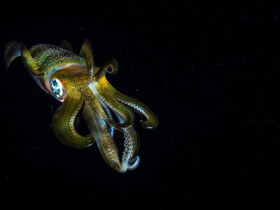 Photo for the news post: Jumbo Squid and Zombie Genes