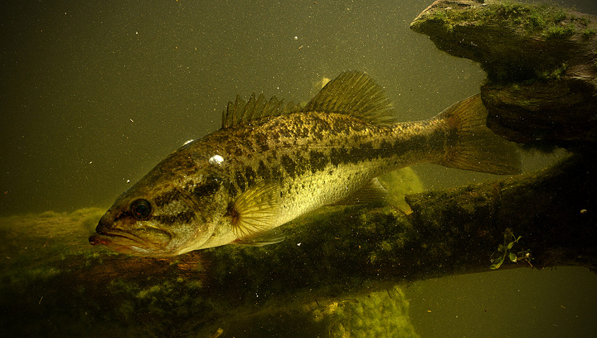 Largemouth Bass