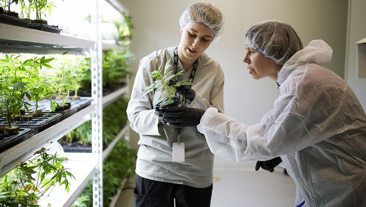 Improving Medical Marijuana: Leaves are examined in a lab