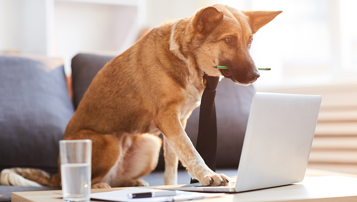 Full length portrit of dog wearing tie siting at desk and using computer