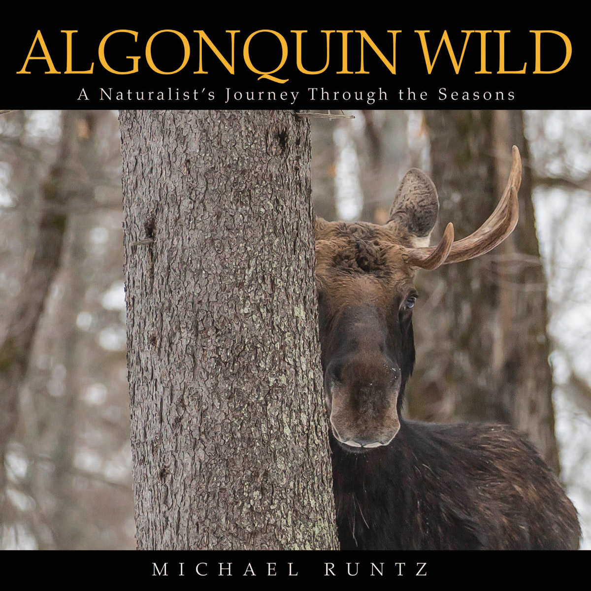 The cover of Algonquin Wild: A Naturalist’s Journey Through the Seasons, which features an image of a moose peeking out from behind a tree.