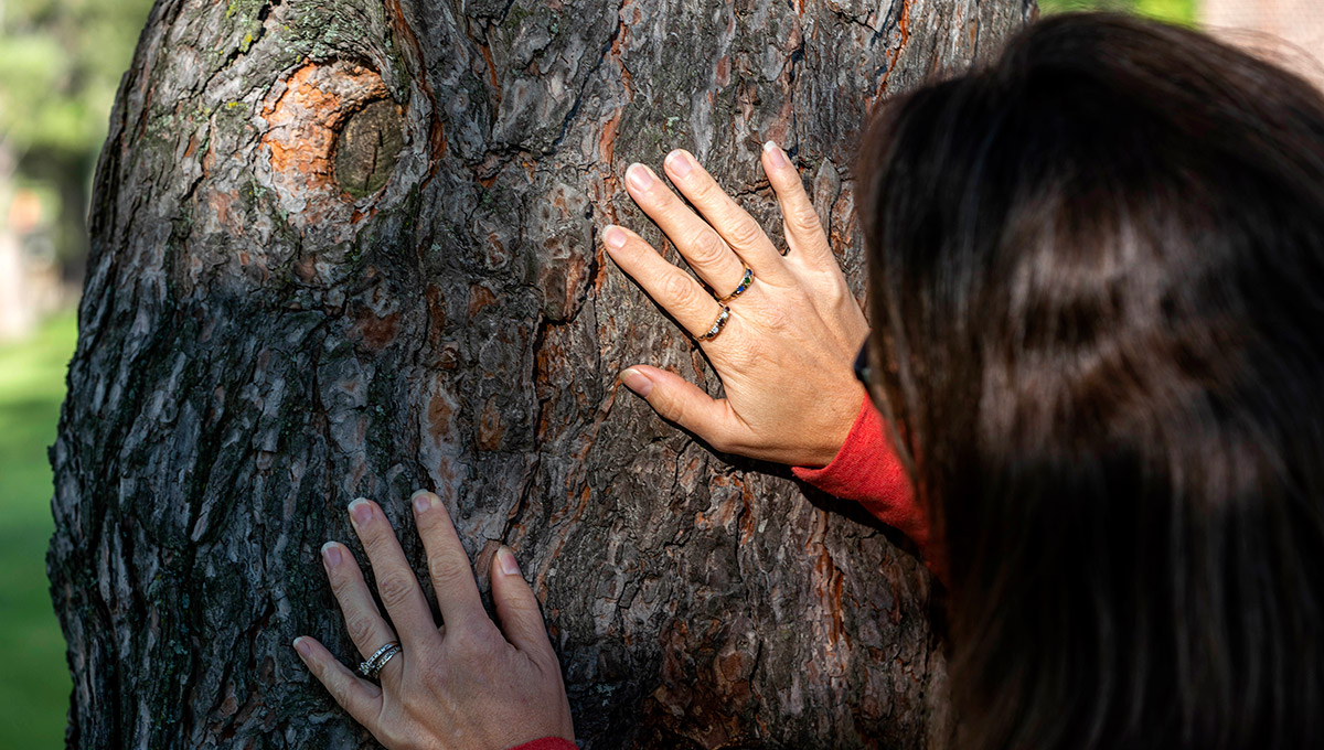 Stopping the Spread of the Mountain Pine Beetle