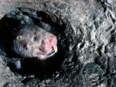 Photo for the news post: Naked mole rats, frogs and other animals may hold the secrets to preventing brain injury