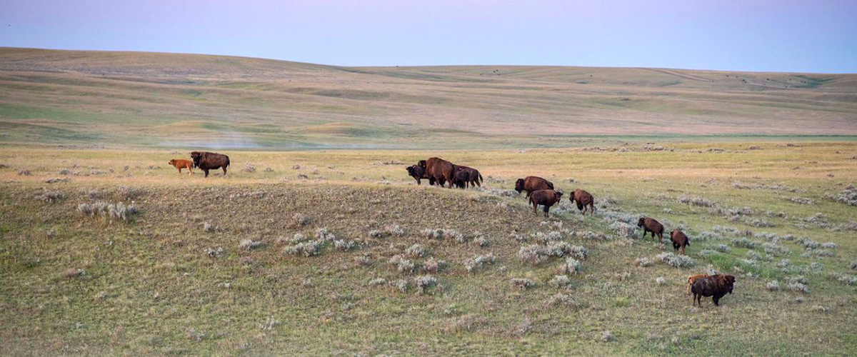 A group of Bison wandering