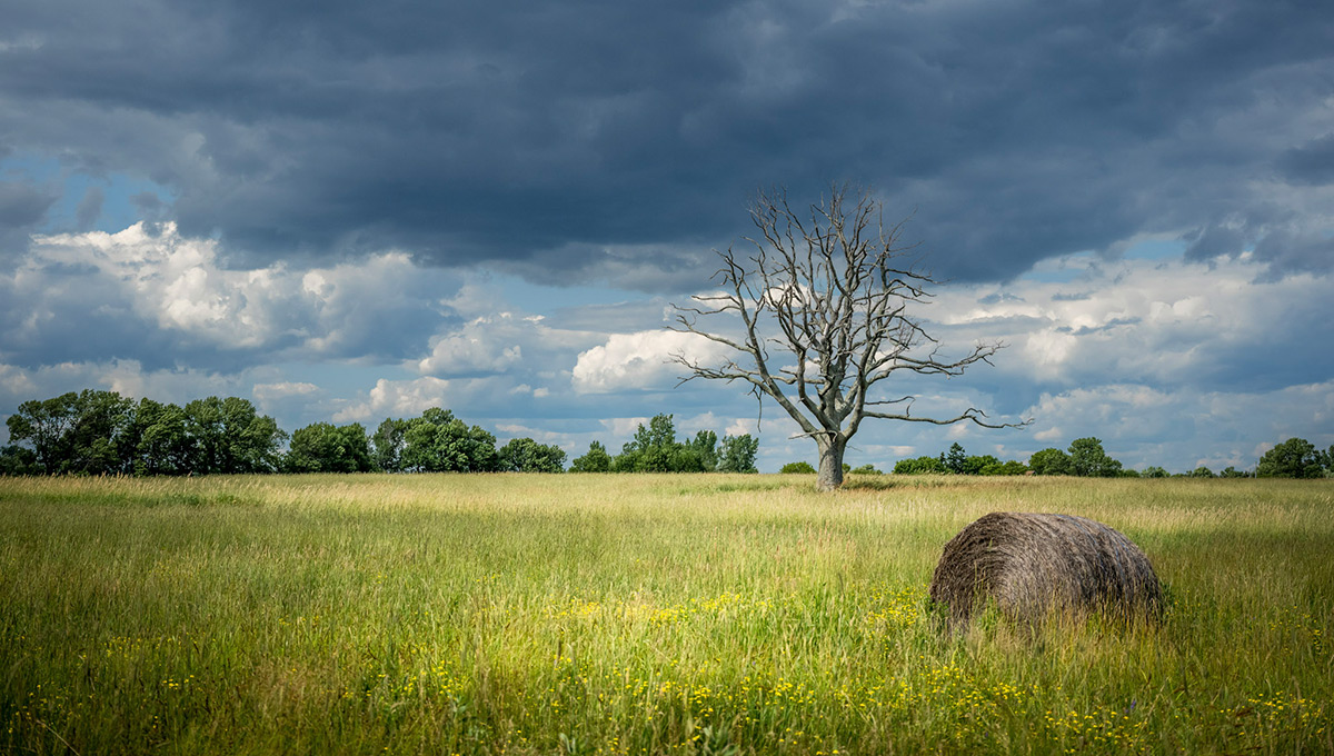 An open field in Staley Point, Wolfe Island, Ontario