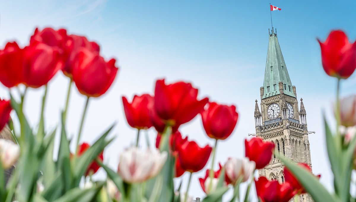 The Peace Tower of the Parliament of Canada with red blurred tulips in the foreground, in Ottawa, during Canadian Tulip Festival (2016)