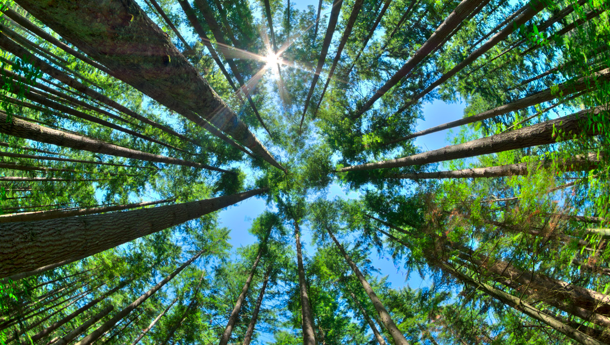 An upward view of a dense pine forest with a blue sky above.