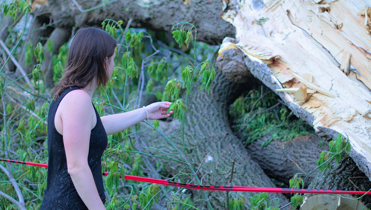 Emma Hudgins examines a damaged tree
