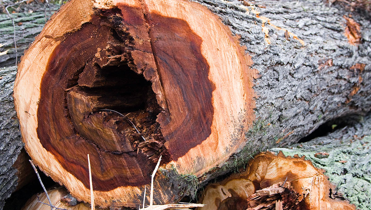 A hollow tree which was knocked down after being weakened by invasive insects