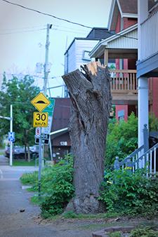 Damaged tree in Ottawa