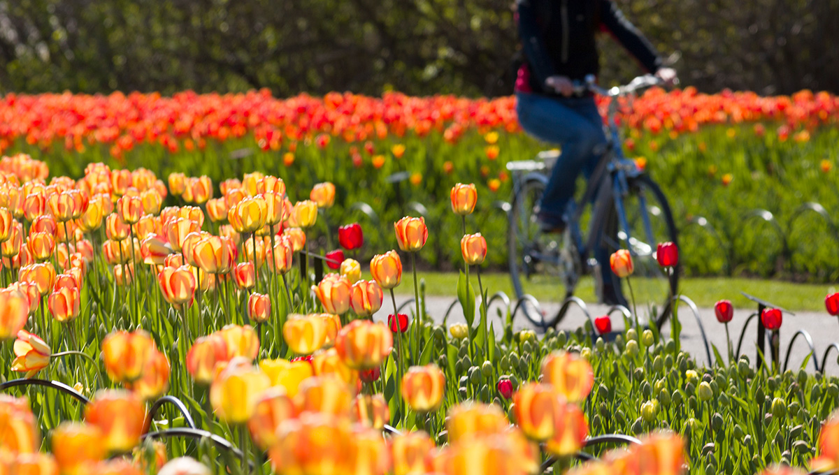 A person bikes along a field of tulips