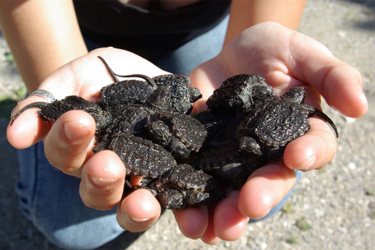 A pair of hands holding a large group of baby turtles.