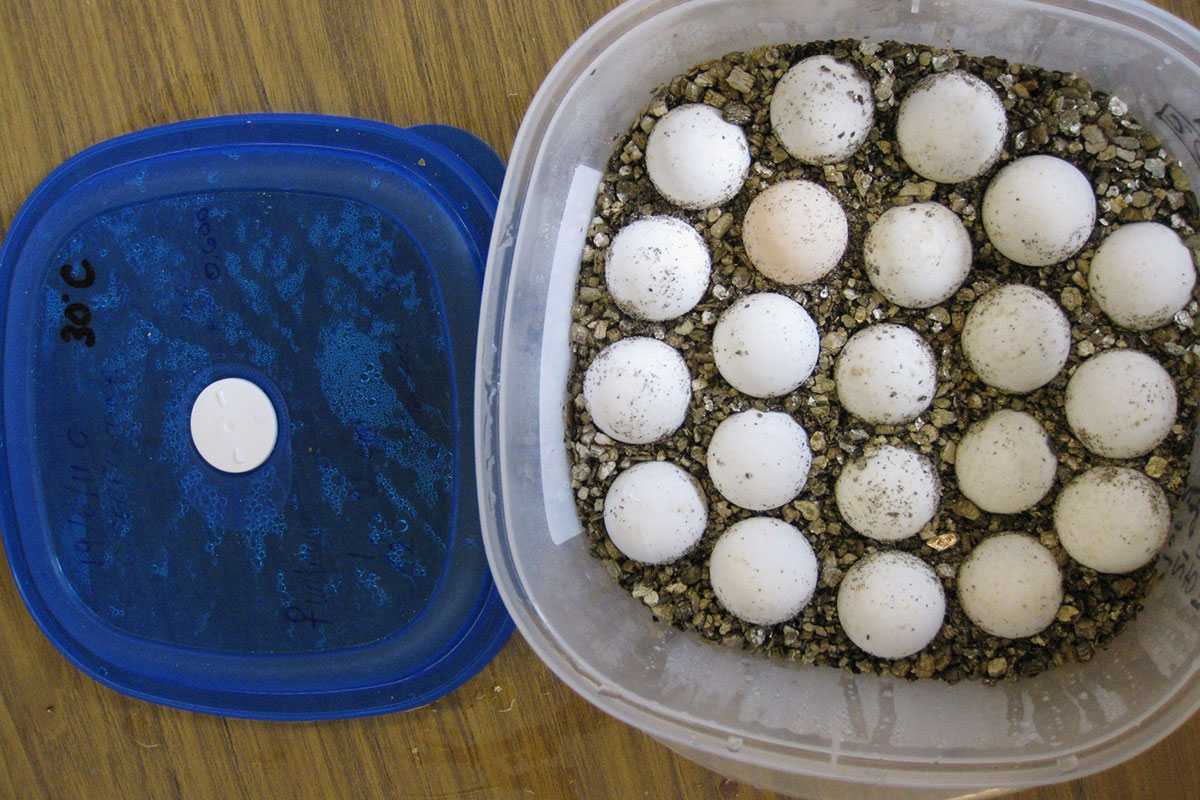 A plastic container full of turtle eggs.