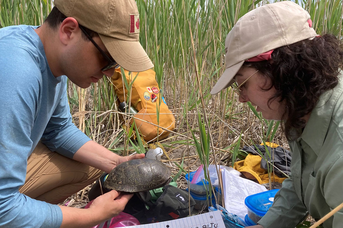 A man and a woman examining a small turtle on a shoreline.