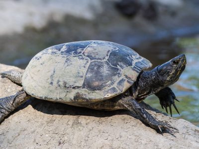 Photo for the news post: Race Against Time: Protecting Ontario’s Endangered Turtles