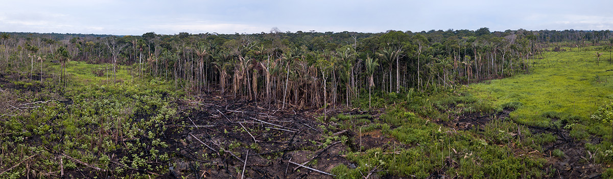 An aerial view of a burned meadow and cut trees in a forest