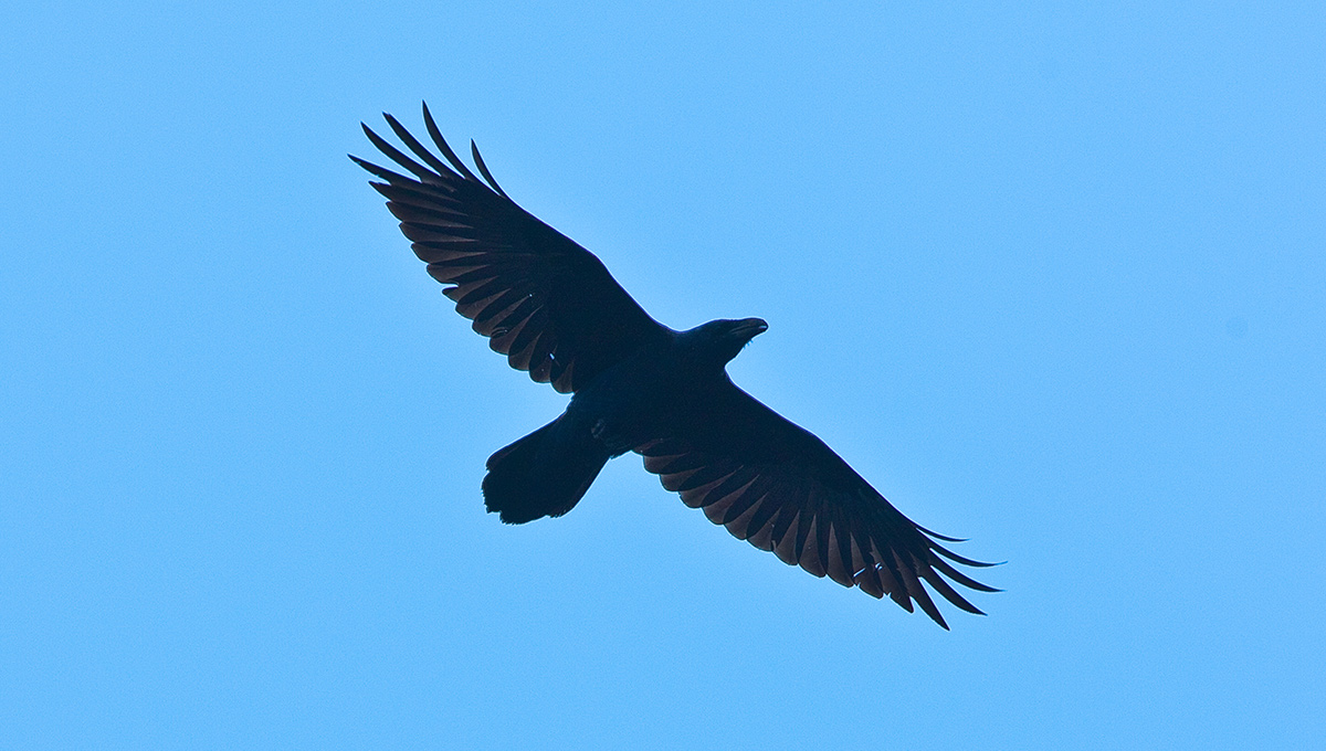 A raven soaring through the sky