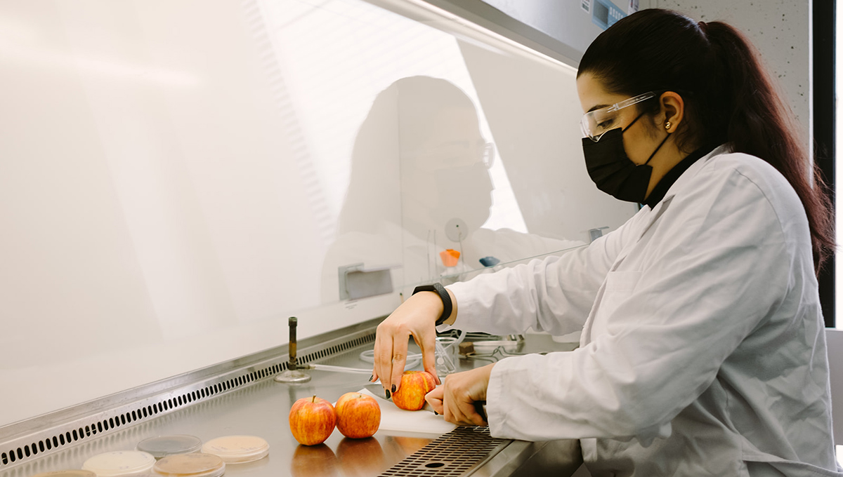 A lab technician cuts an apple
