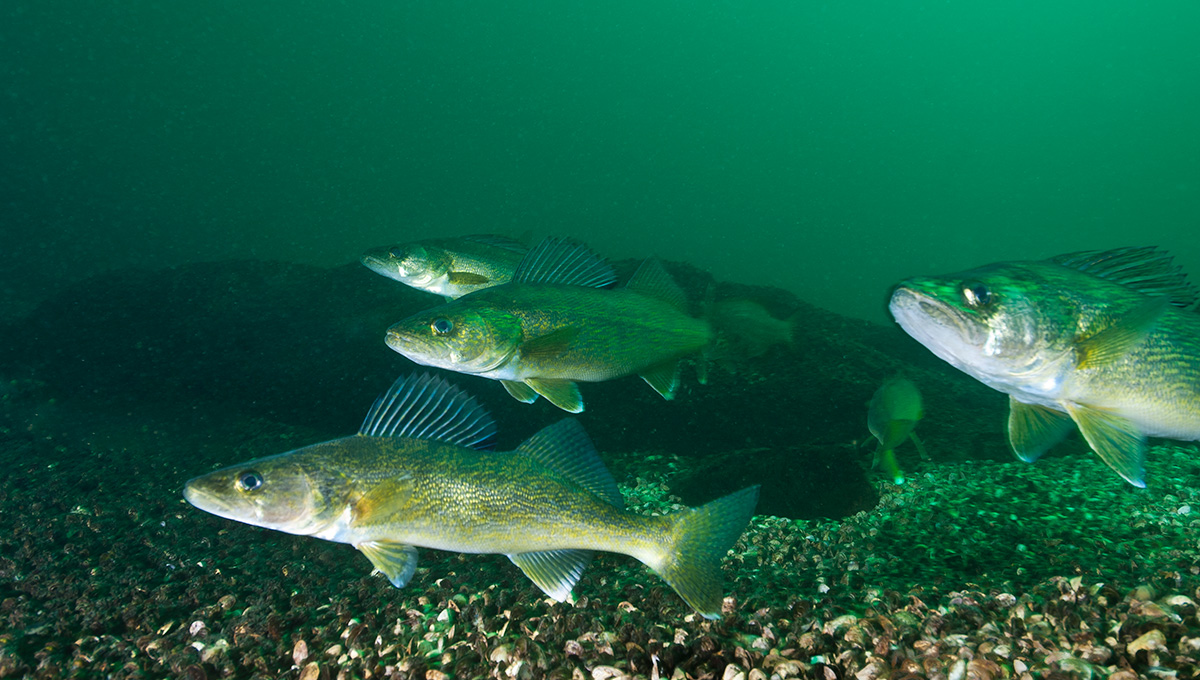 Walleye fish underwater in the St-Lawrence