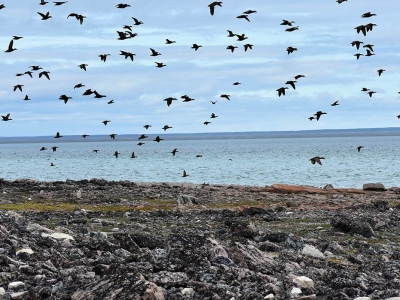 Photo for the news post: Seabirds and Oil Spills: Using DNA to Track Health Impacts