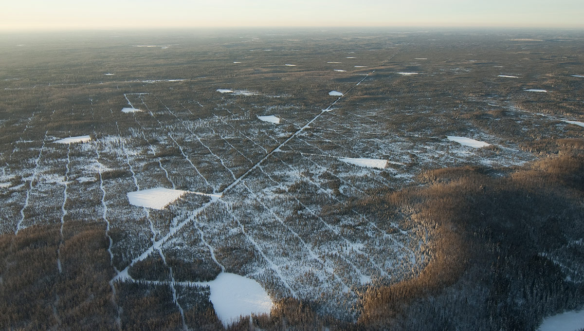 Seismic lines in northern Alberta., one of the impacts of oil.