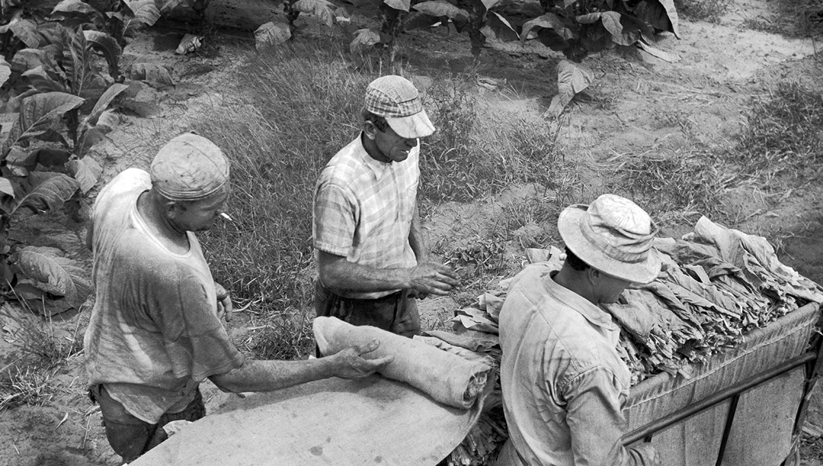 High angle view of three tobacco workers having just finished loading leaves into a tobacco sled, Delhi, Ontario, Canada, August 1959, National Film Board of Canada.