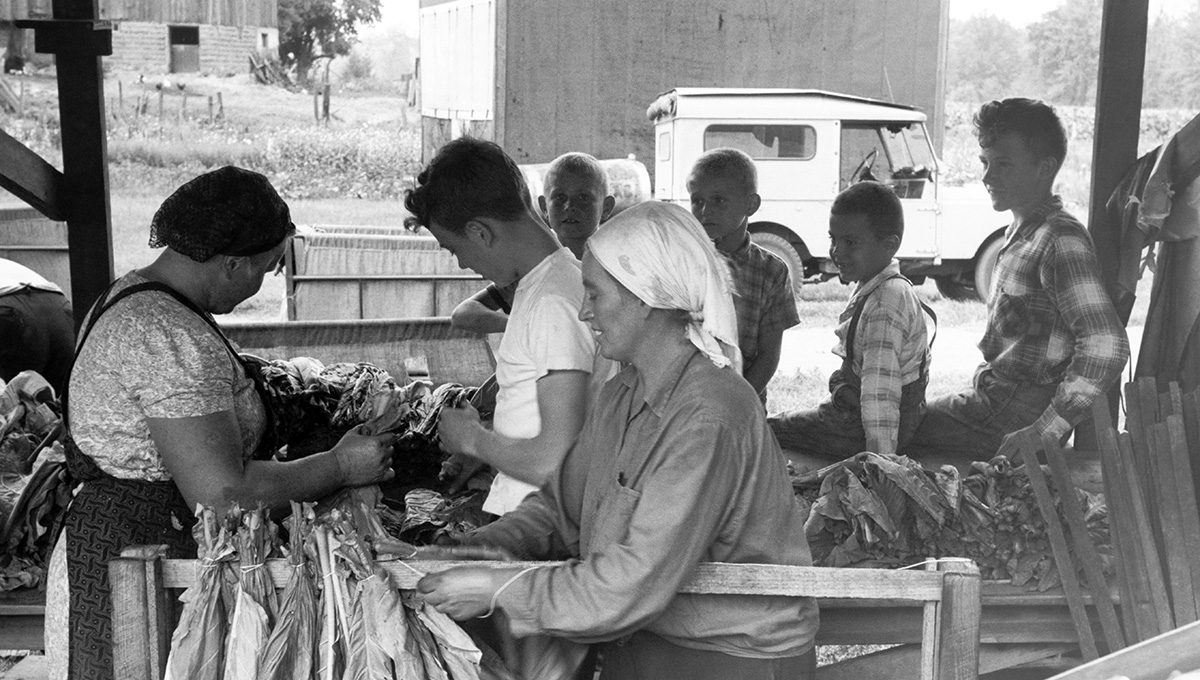 View of several farm workers tying tobacco leaves on sticks with twine before sending them to dry in one of the curing barns, Delhi, Ontario, Canada, August 1959, National Film Board of Canada.