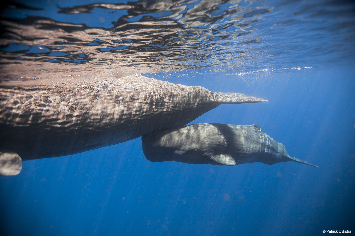 A mother sperm whale and her baby under water