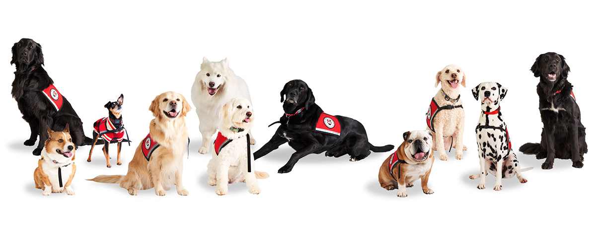 Carleton University Therapy Dogs