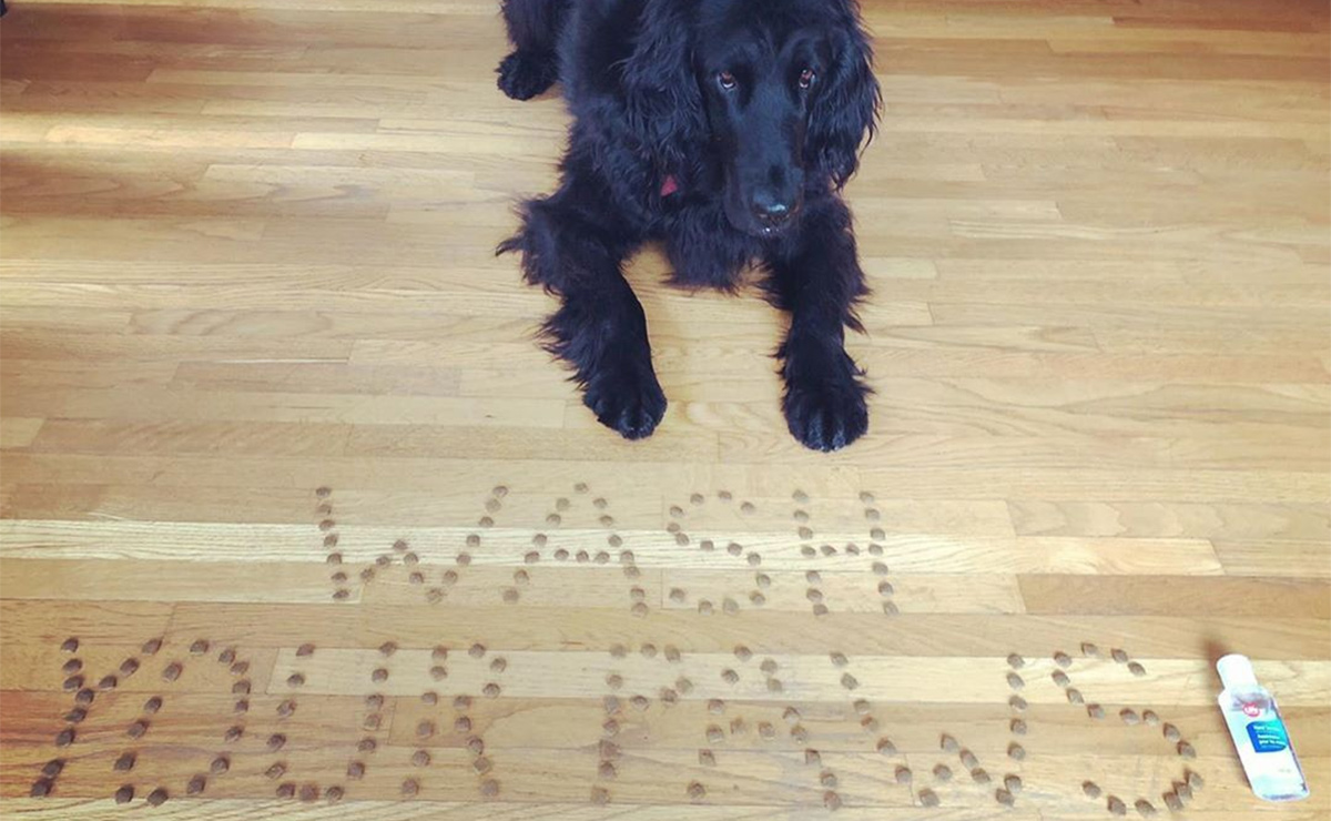 A Therapy Dog sits next to the words Wash Your Paws spelled out using dog food