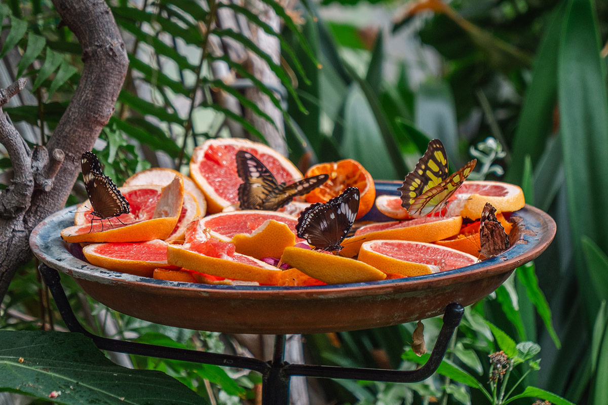 Butterflies feasting on a plate of oranges.