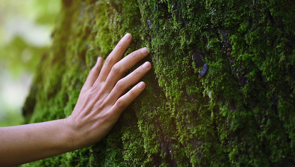 Handing touching a tree