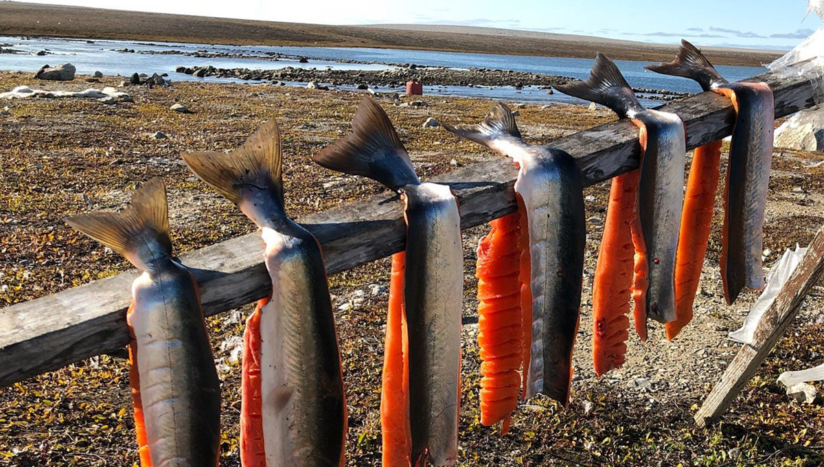 Tracking Fish in North of Canada to Boost Food Security