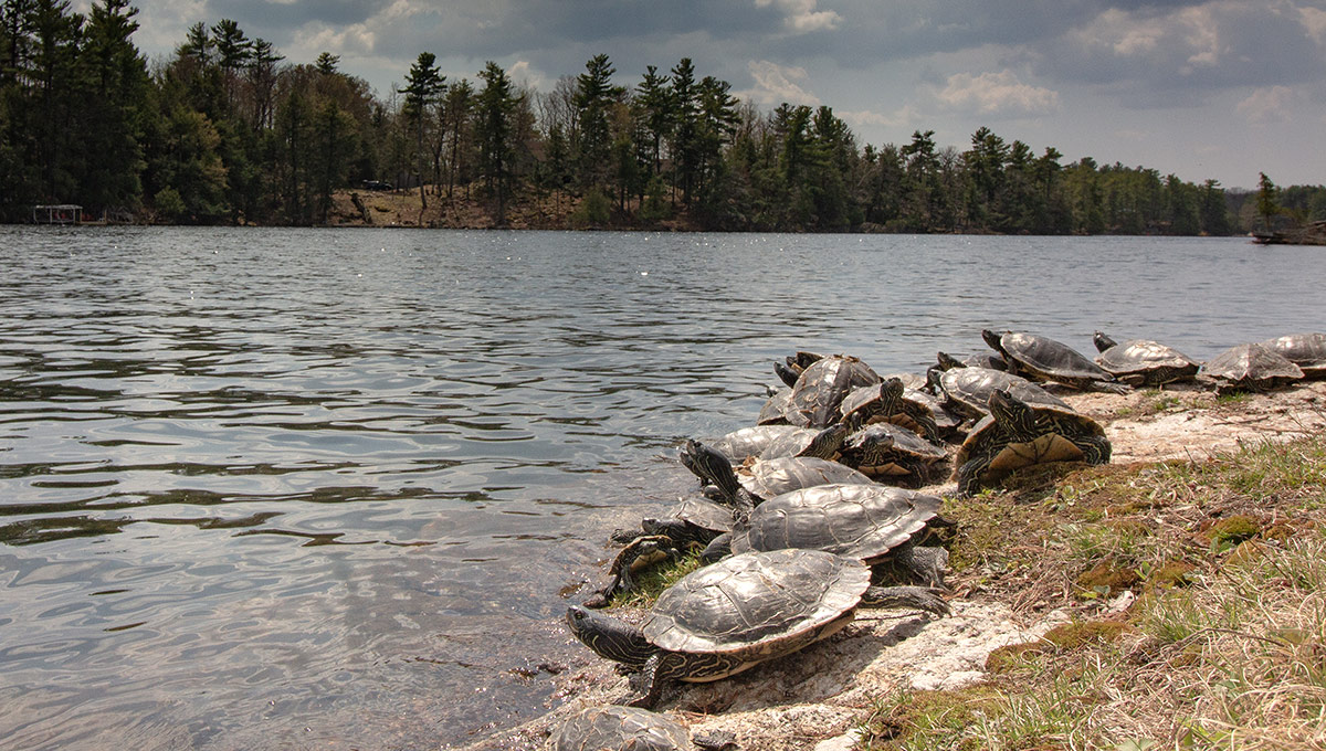 Turtles on a river bank