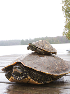 Turtles on a dock