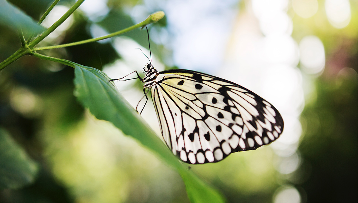 Twenty Years of Floating Beauties at Carleton Butterfly Show