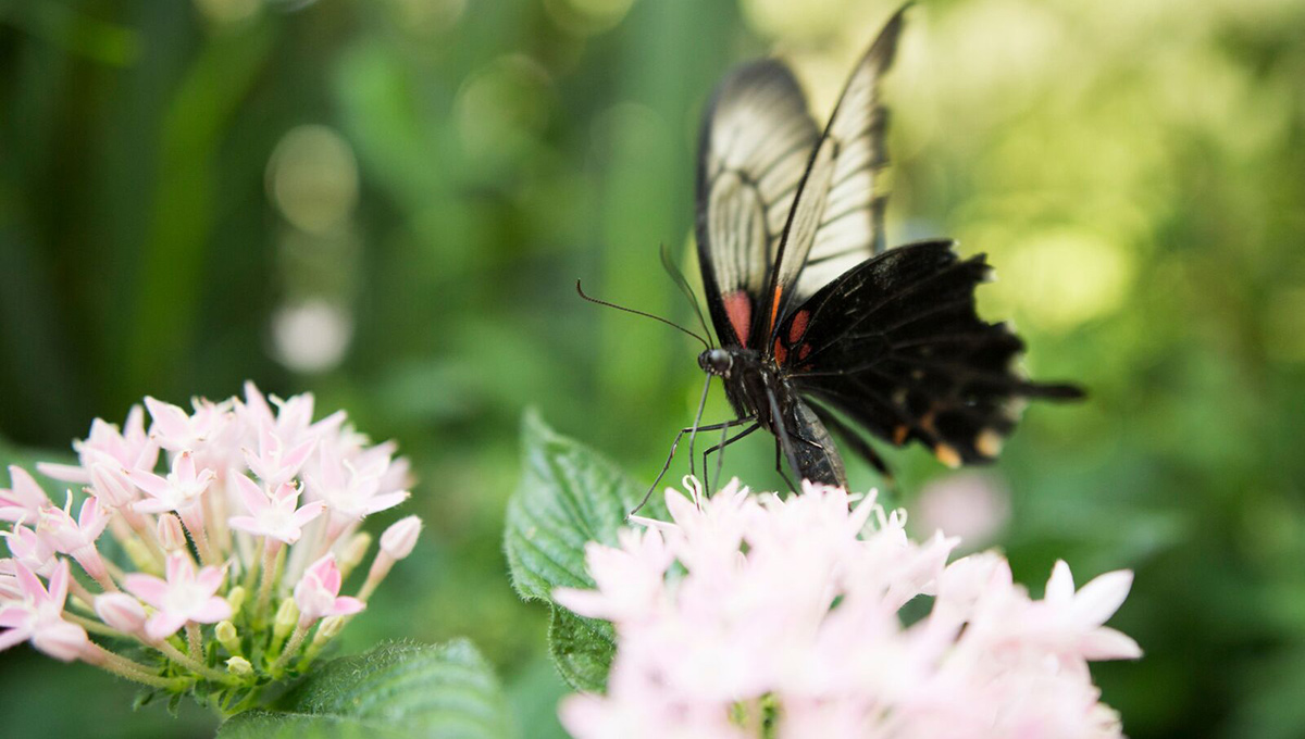 Twenty Years of Floating Beauties at Carleton Butterfly Show