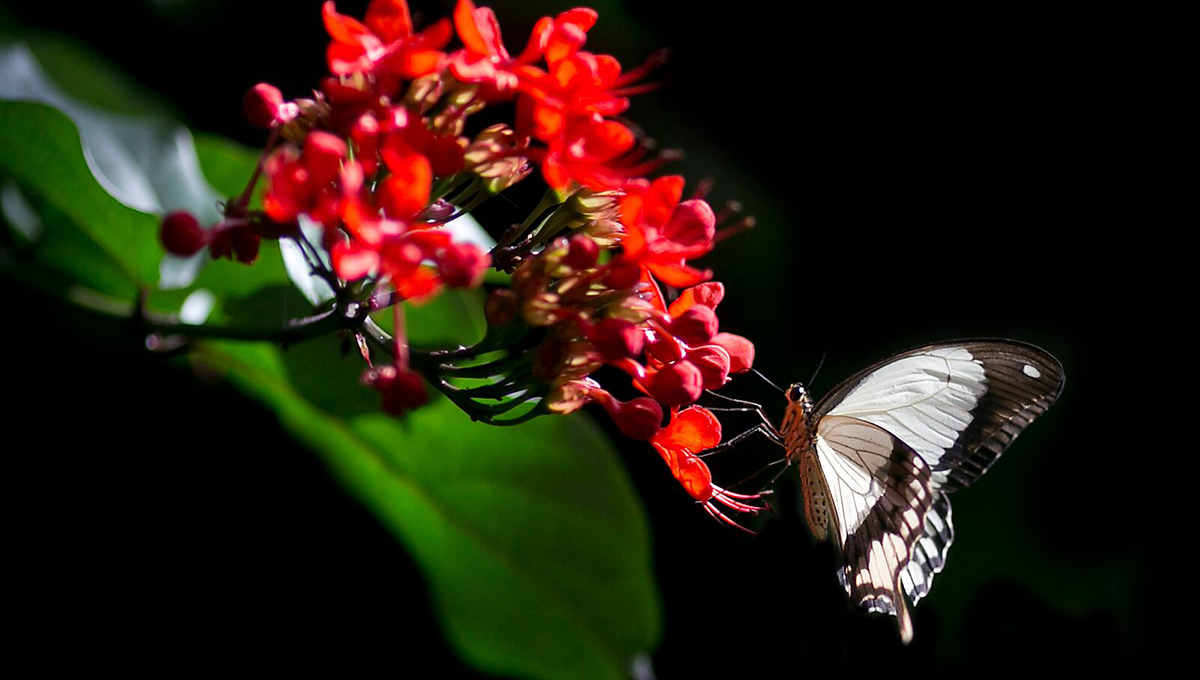 Twenty Years of Floating Beauties at Carleton Butterfly Show