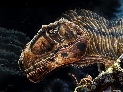Photo for the news post: Big head, small arms: A newly discovered gigantic dinosaur evolved in a similar manner to Tyrannosaurus rex