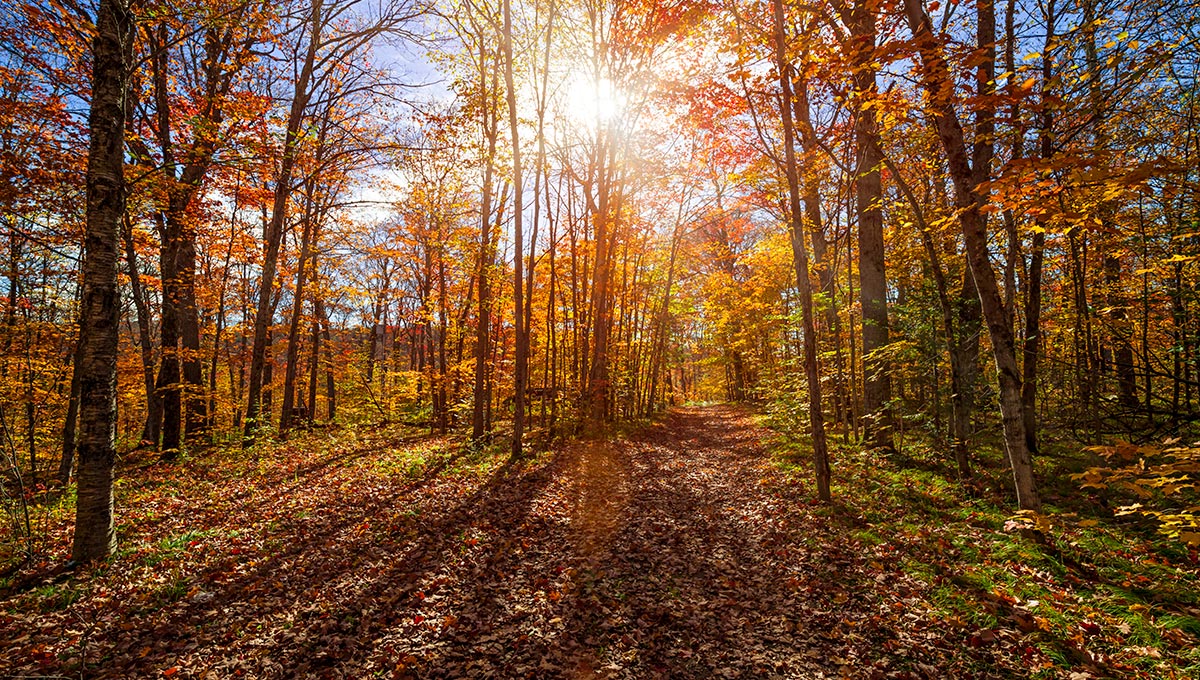 Sun shining through colorful leaves of autumn trees in fall forest and hiking trail at Algonquin Park, Ontario,