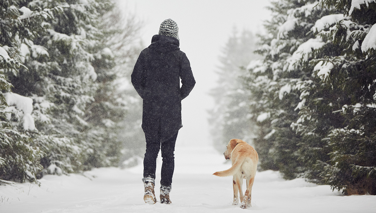 Man is playing with his yellow labrador retriever in winter landscape