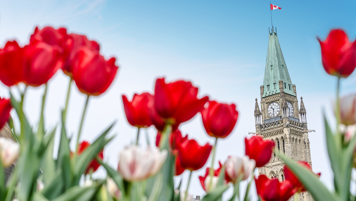 The Peace Tower of the Parliament of Canada with red blurred tulips in the foreground, in Ottawa