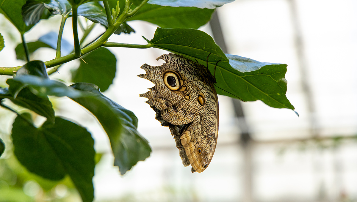 Virtual Biology Butterfly Show Comes in for a Landing