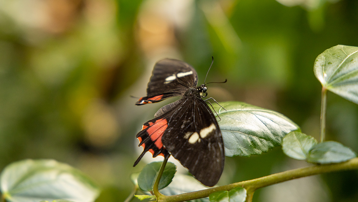 Virtual Biology Butterfly Show Comes in for a Landing